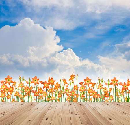 Hippeastrum flower and  wood bridge on blue sky backgroundの写真素材