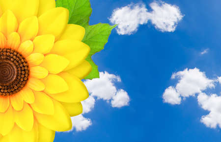 Sunflower and leaves with blue skyの写真素材
