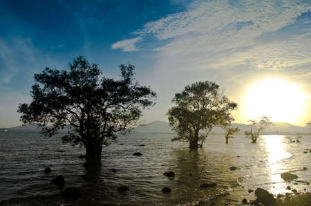 Silhouette of tree and Sunset on Sea at Phuket, Thailandの写真素材