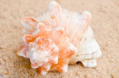 Conch shell on sand backgroundの写真素材