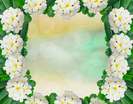 Plumeria frame and leaves on Beautiful spring backgroundの写真素材