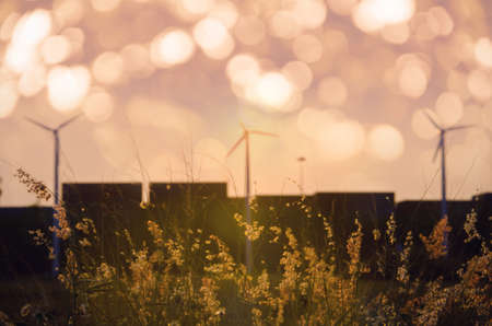 Romantic scene flowers and wind turbine silhouettes in sunset