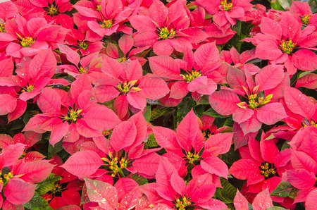 Poinsettia in garden.の写真素材