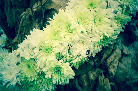 soft focus vintage spring flowers on wooden background.の写真素材