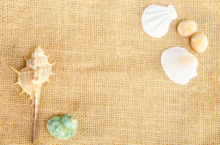 Shells on sace background for frame