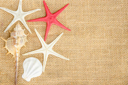 Shells and star fish on sace background for frameの写真素材