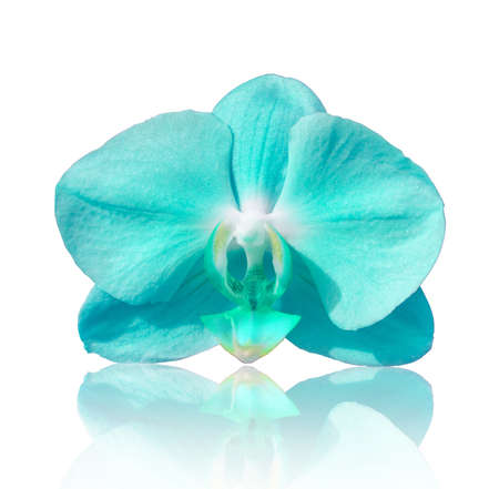 Beautiful flower Orchid, blue phalaenopsis on white background.の写真素材