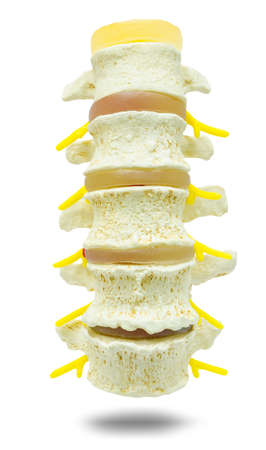 lumbar part of a spine preparation for study medical over white background. 