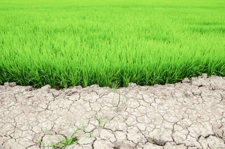 Dry crack earth at rice field in Thailand.の写真素材