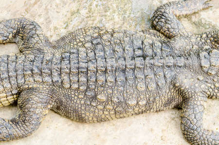 Crocodile skinの写真素材
