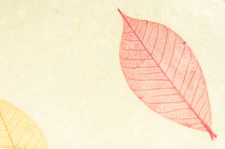 Natural paper structure made from dried leaves. recycle paper concept.の写真素材