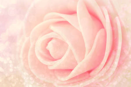 Close up Center Sepia Pink Roses as Backgroundの写真素材