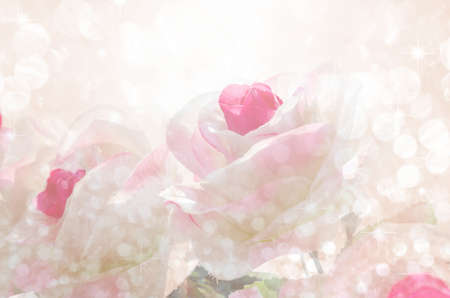 Beautiful roses with bokeh surrounded. Made with color filters for use background.の写真素材