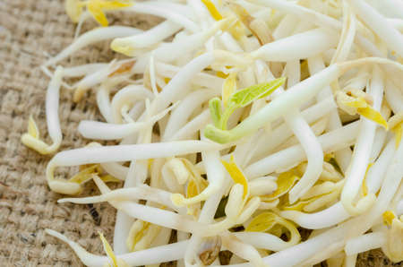 Mung bean sprouts on sack background.の写真素材