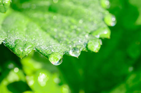 Dew drops close up on green leaf.の写真素材