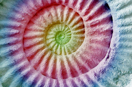 Abstract colorful Ammonite prehistoric fossil on the surface