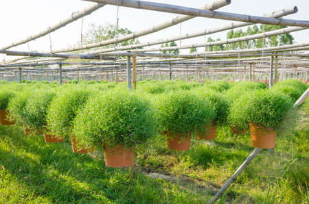 Gypsophila flower or baby's breath in hanging pots at plant nurseryの写真素材