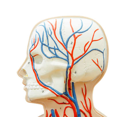 close up to head human model for study medicine isolated on whie background, clipping path.