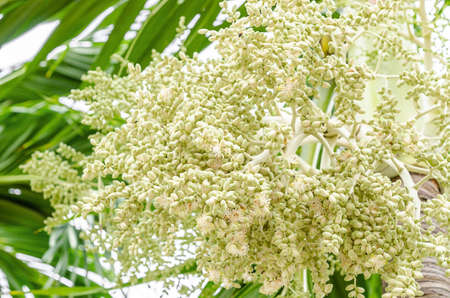 The young palm seeds on tree.の写真素材