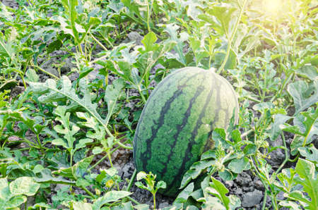 Watermelons on the green watermelon plantation in the summerの写真素材