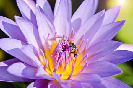 Close up of purple lotus and bee.