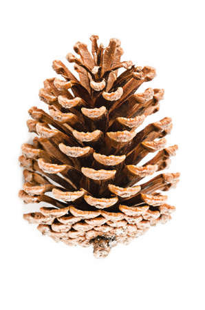 cedar pine cone on white backgroundの写真素材