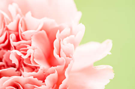 An extreme close up of a pink carnation flower.の写真素材
