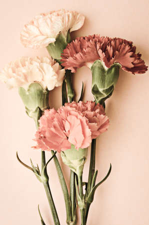 sweet carnation flowers vintage and retro color toneの写真素材