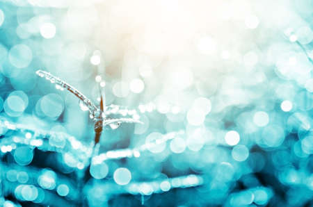 Nature bokeh made from water drops on grass with blue fliter.の写真素材