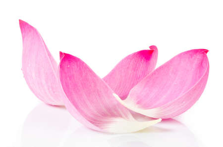Closeup on lotus petal on white backgroundの写真素材