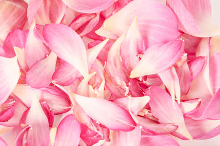 Abstract background of pink petal lotus flower.の写真素材