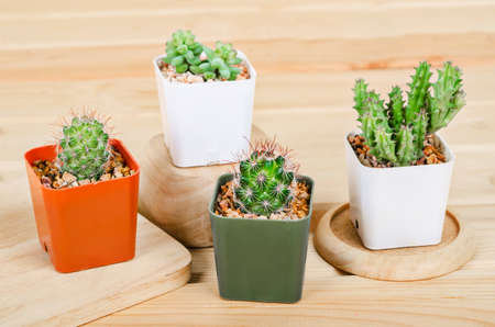Different succulents and cactus in pots on wooden background.