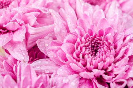 Close up chrysanthemu flower with waterdrop as background.の写真素材