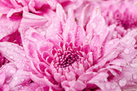 Close up center of  pink chrysanthemum flower with water drop as background.の写真素材