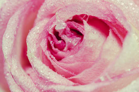 Pink Rose Flower with shallow depth of field and focus the centre of rose flower.の写真素材