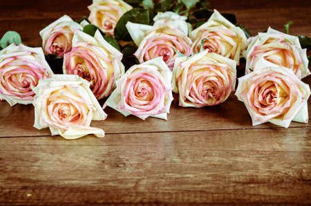 Pink Rose Flower on wooden background.の写真素材