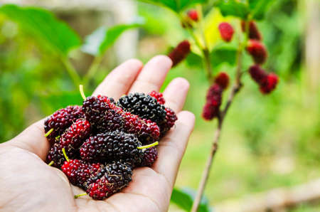fresh organic mulberry fruit.の写真素材