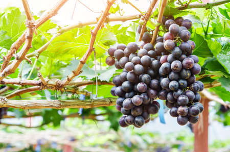red grapes with green leaves on the vine vine grape fruit plants outdoors autumn and harvest...