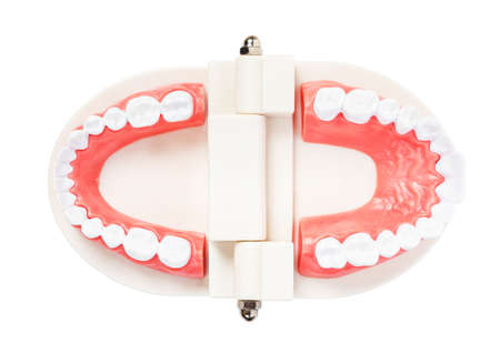 Teeth model for education isolated on white background, save clipping path.の写真素材