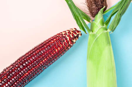 Fresh red corn on color background.の写真素材