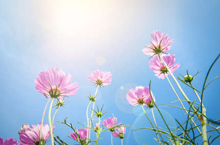 Landscape nature of beautiful pink and red cosmos flower field on blue sky.の写真素材