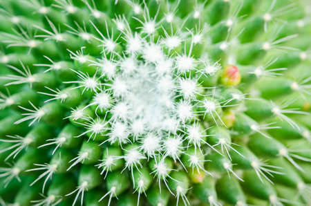 Cactus plant leaves pattern.の写真素材