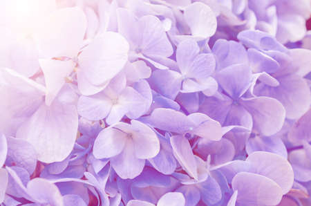 Blue flowers of hydrangea close up. Natural hydrangea flowers background.