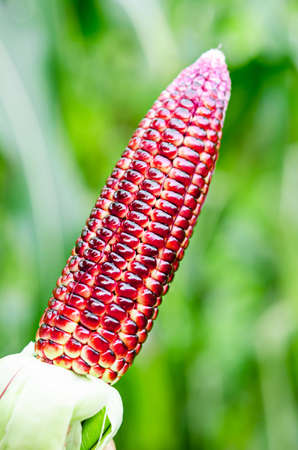 Showing harvest fresh red corn in farm.の写真素材
