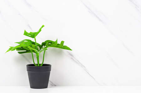 Tropical green leaves on marbleの写真素材