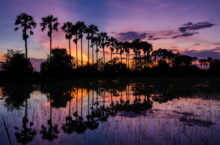 The silhouette of the toddy palms or sugar palm in the field with the colorful sky after sunset backgroundの写真素材
