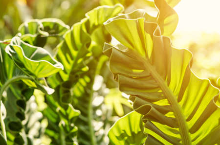 Scenic forest of fresh green deciduous trees framed by leaves, with the sun casting its warm rays...