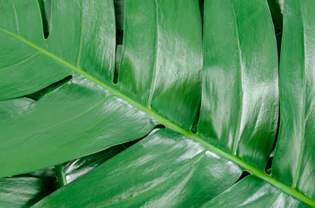 tropical leaves, abstract green leaves texture, nature backgroundの写真素材