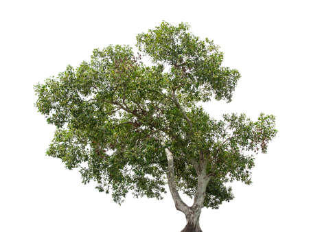 Beautiful green tree isolated on white background.の写真素材