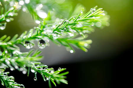 Fresh green grass with water drops on beautiful nature.の写真素材